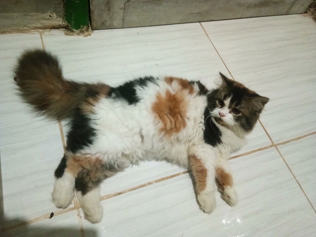 susi_yuli profile icon