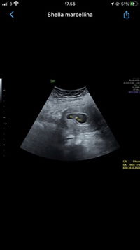 shella marcellina profile icon