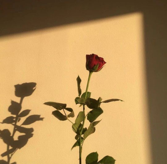 shofiaahmad profile icon