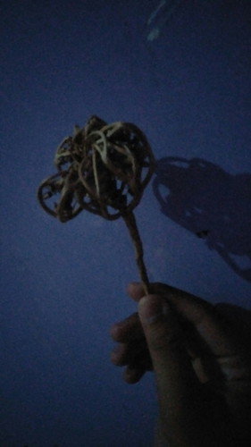 rumput fatimah