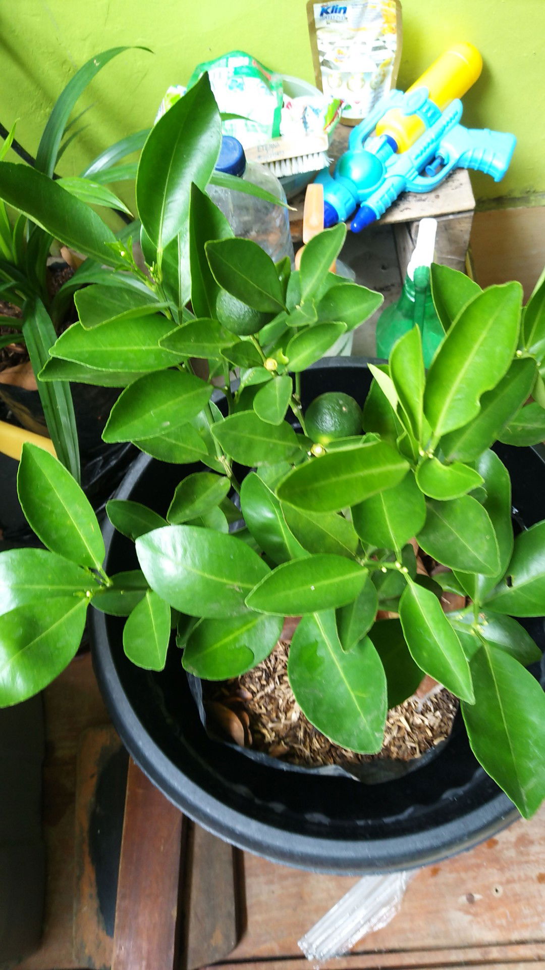 Devi Rahmawati profile icon