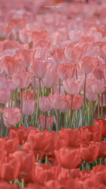 Sella Marcela profile icon