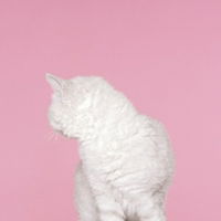 Sabrina profile icon