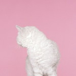 Sabrina profile icon