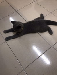 dianza monores profile icon