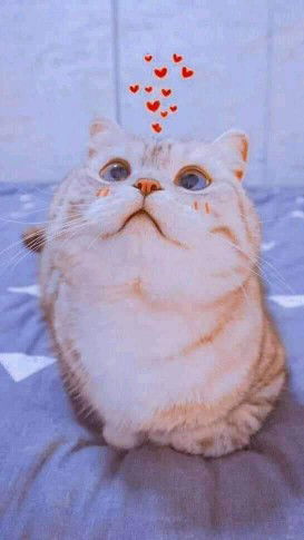 Vindyaa profile icon