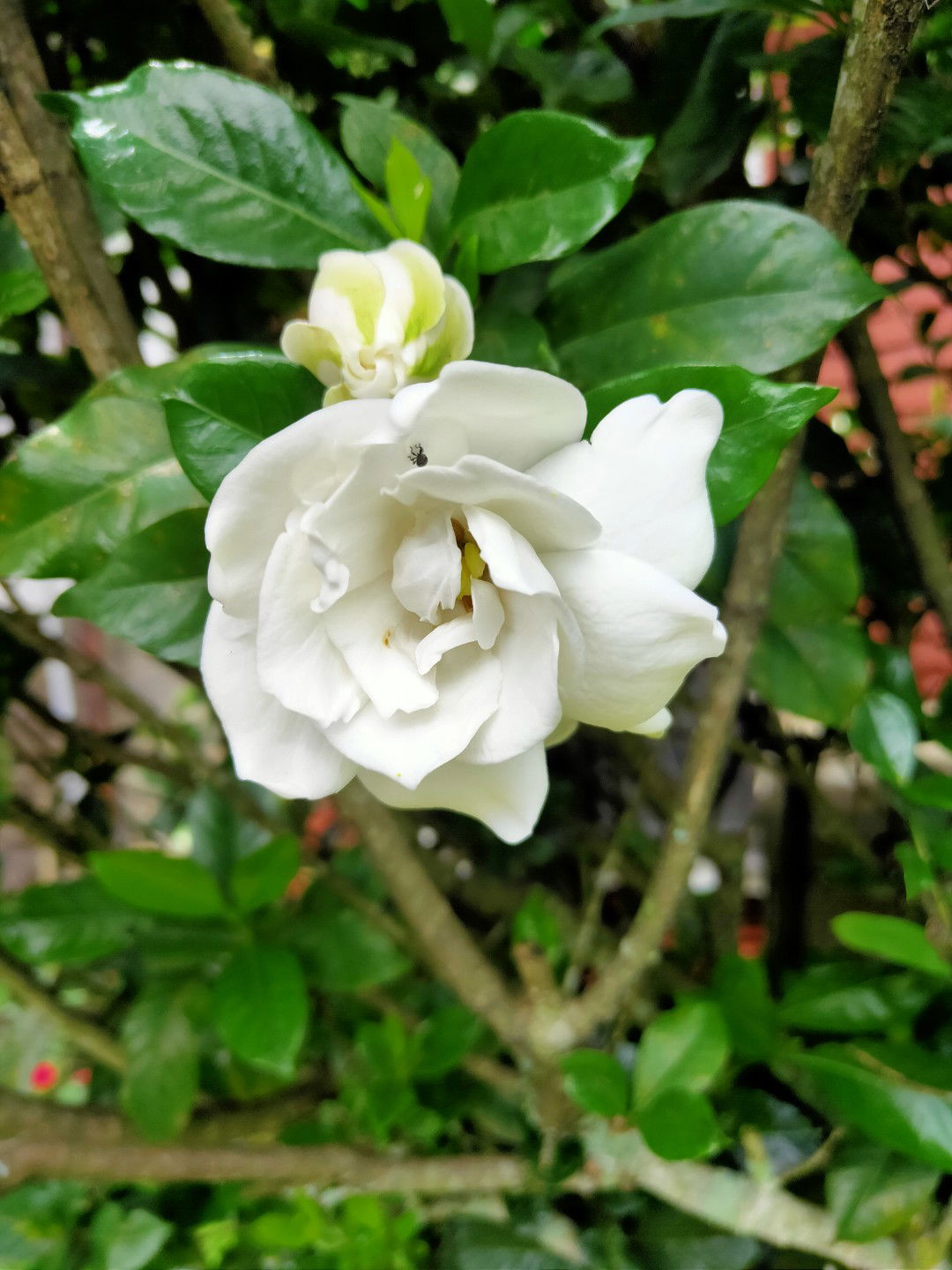 Petrichorlv profile icon