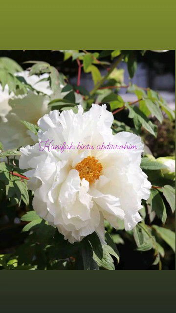 Hanifah Magetan profile icon