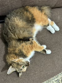 Nur Afiee profile icon