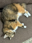 Nur Afiee profile icon