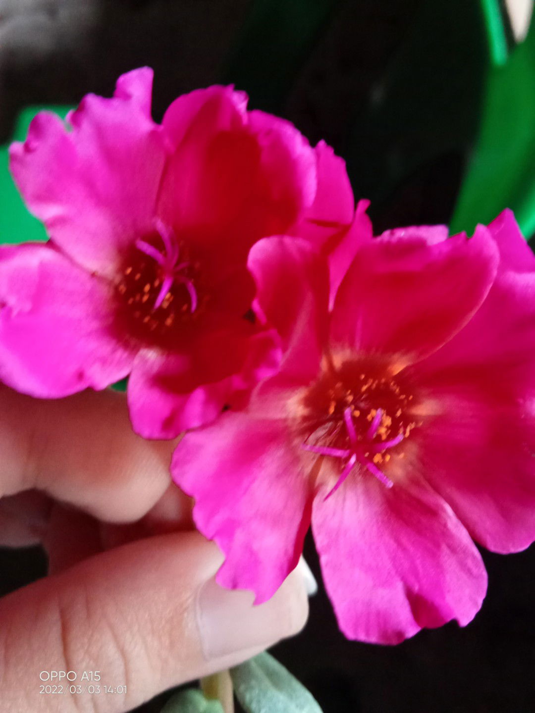 Aini Mathew profile icon