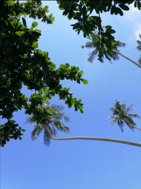 abcdefghijklmnopqrSHIMA profile icon