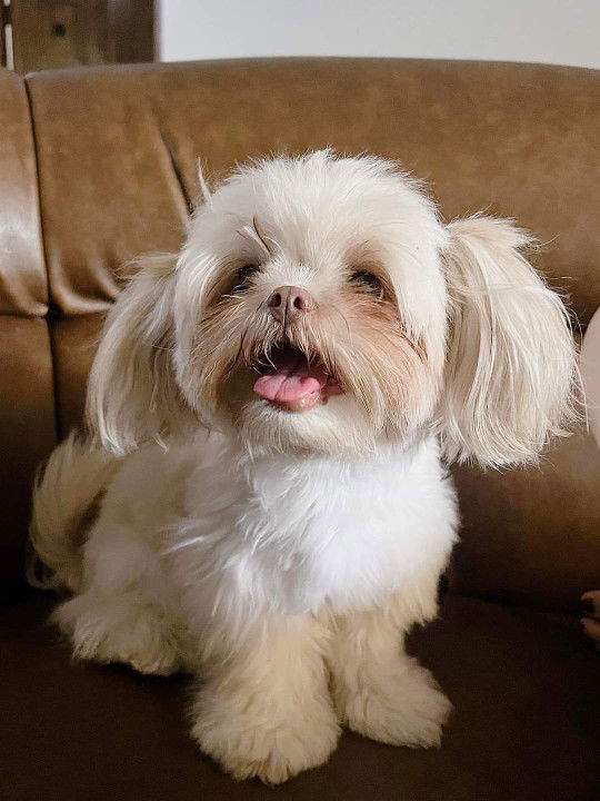 Myra De Ocampo profile icon