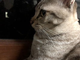 manee panmar profile icon