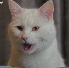 Nityherlina profile icon