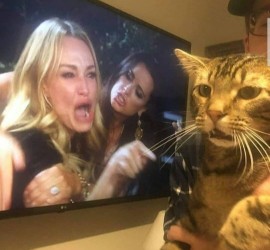 Tokso Vs Kucing (intermezzo)