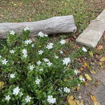 Nur Shahirah profile icon