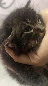 Myralias Shaheerah profile icon