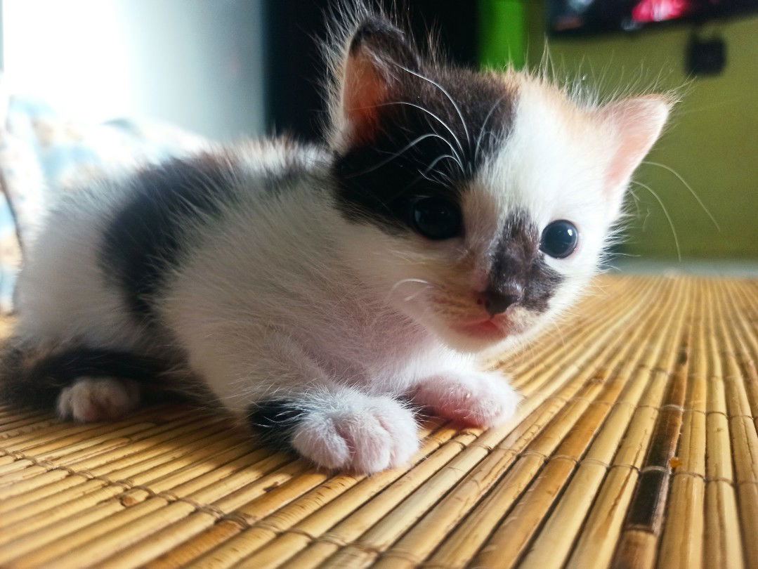 Nina Krisnawati profile icon