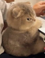 Sukma Daud profile icon