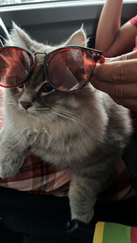 Nurul _ profile icon