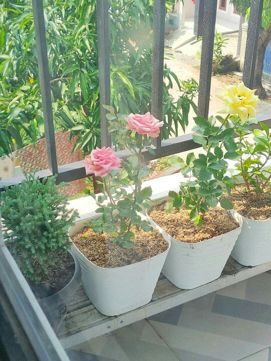 Ryanti Sirait profile icon