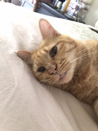 Sally Sambogo profile icon