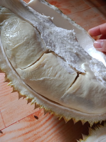 makan duren ?