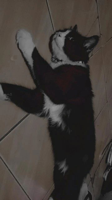 silviana profile icon