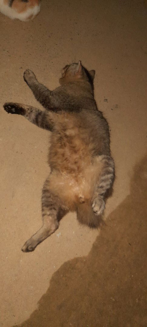 Nur saadah binti Mohd tarmizi profile icon