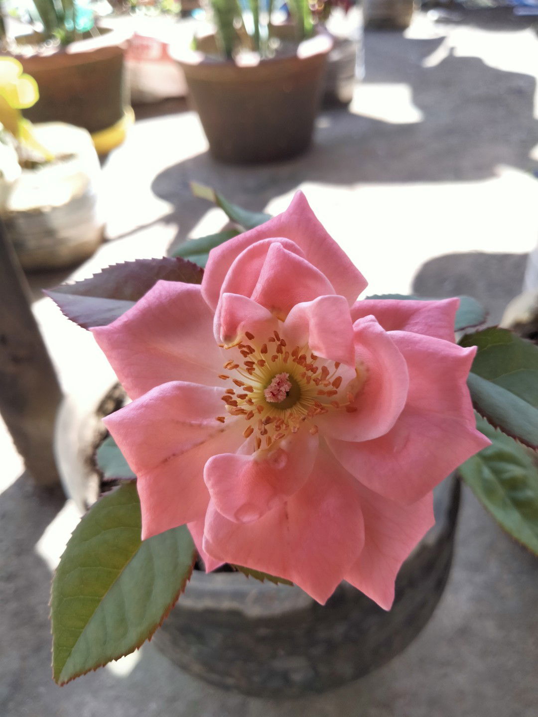 Alyza Monica Payte profile icon