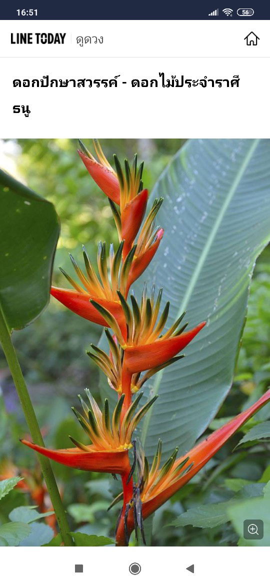 Noofaiifuu profile icon