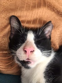 Nadirera Diera profile icon