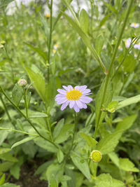 mommy 2 profile icon