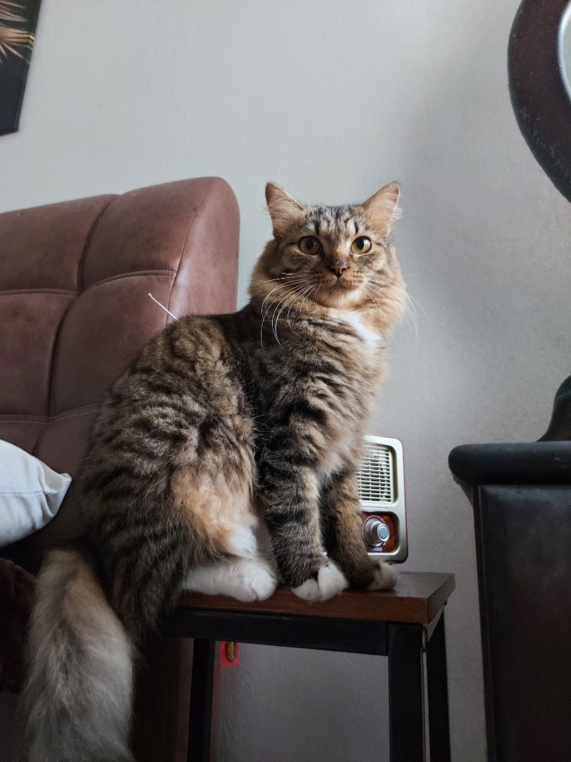 Nur Aqilah profile icon