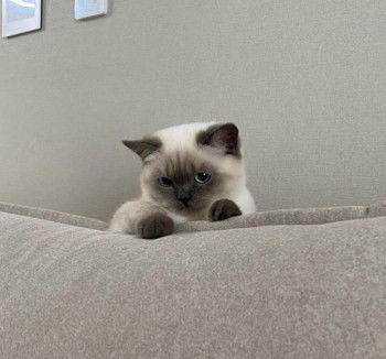 super mama profile icon