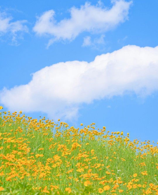 look noo profile icon