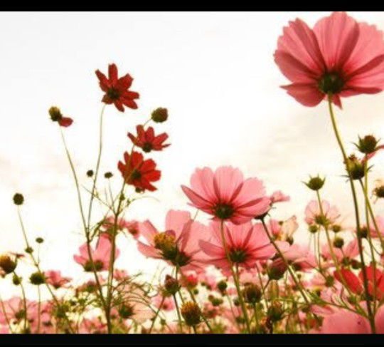 Hesti Setia profile icon