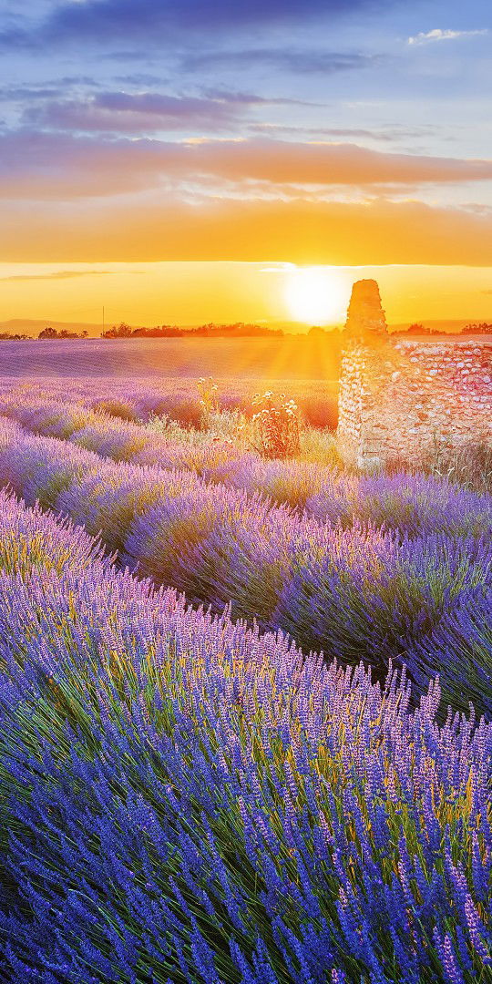 Punpun​ profile icon