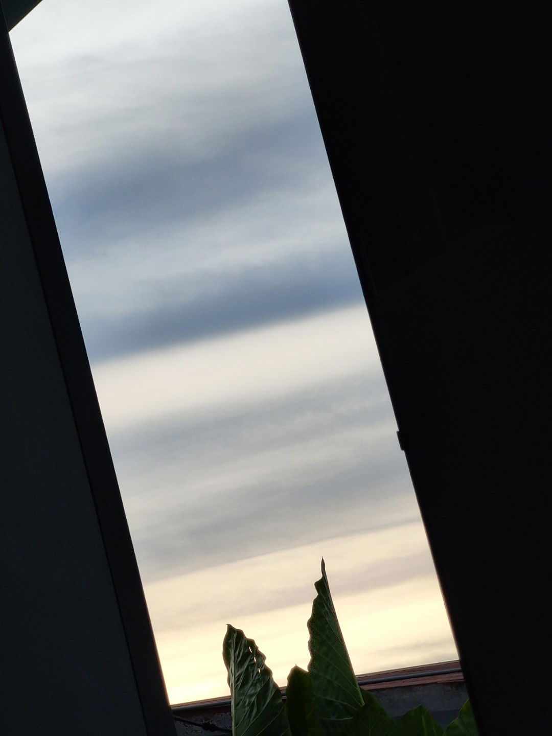 Pineapple Lilac profile icon