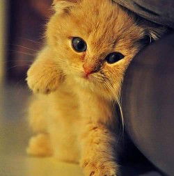 Am Chanita profile icon