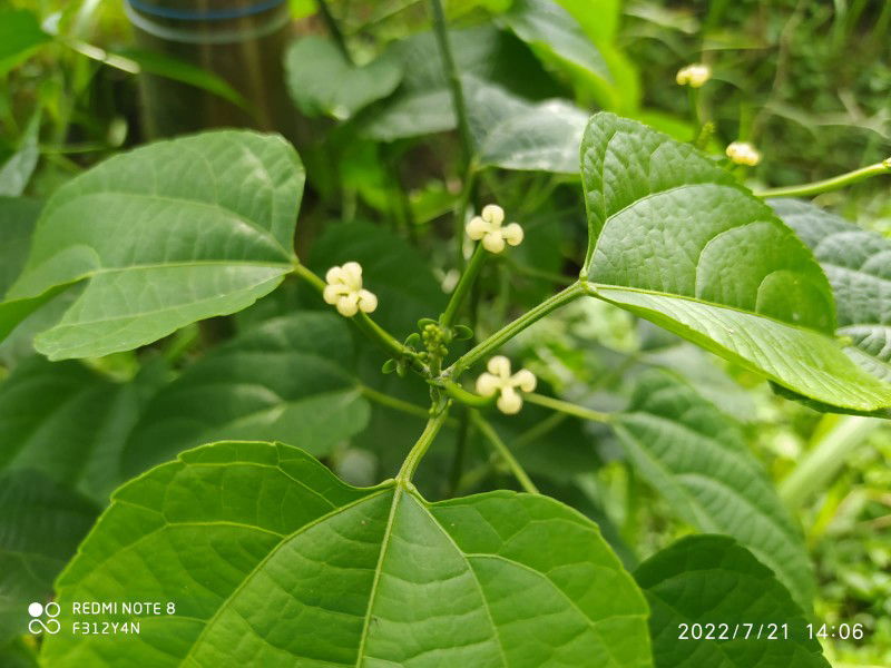 Maya Olivia profile icon