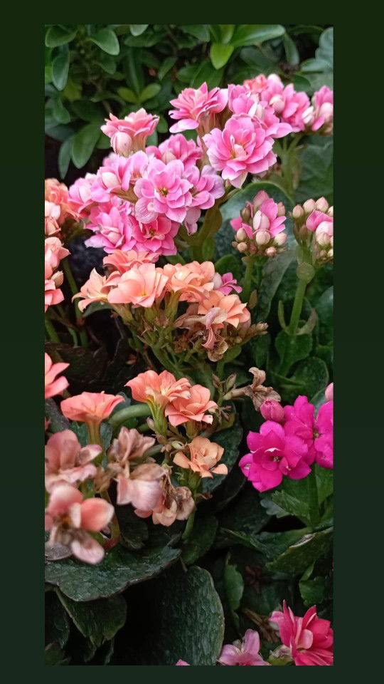 diiaann profile icon