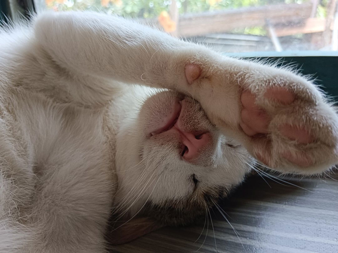 Annisa Lawrence Affendy profile icon