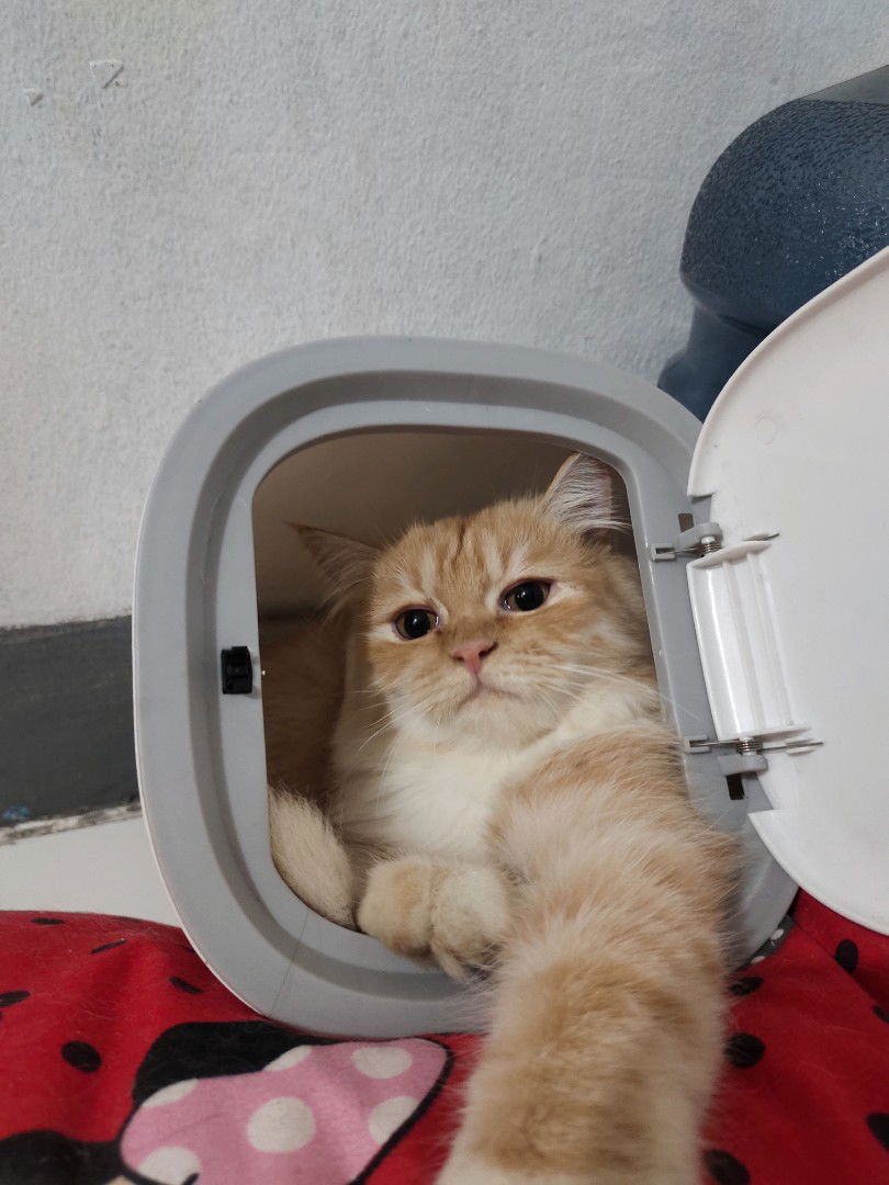 indri valen profile icon