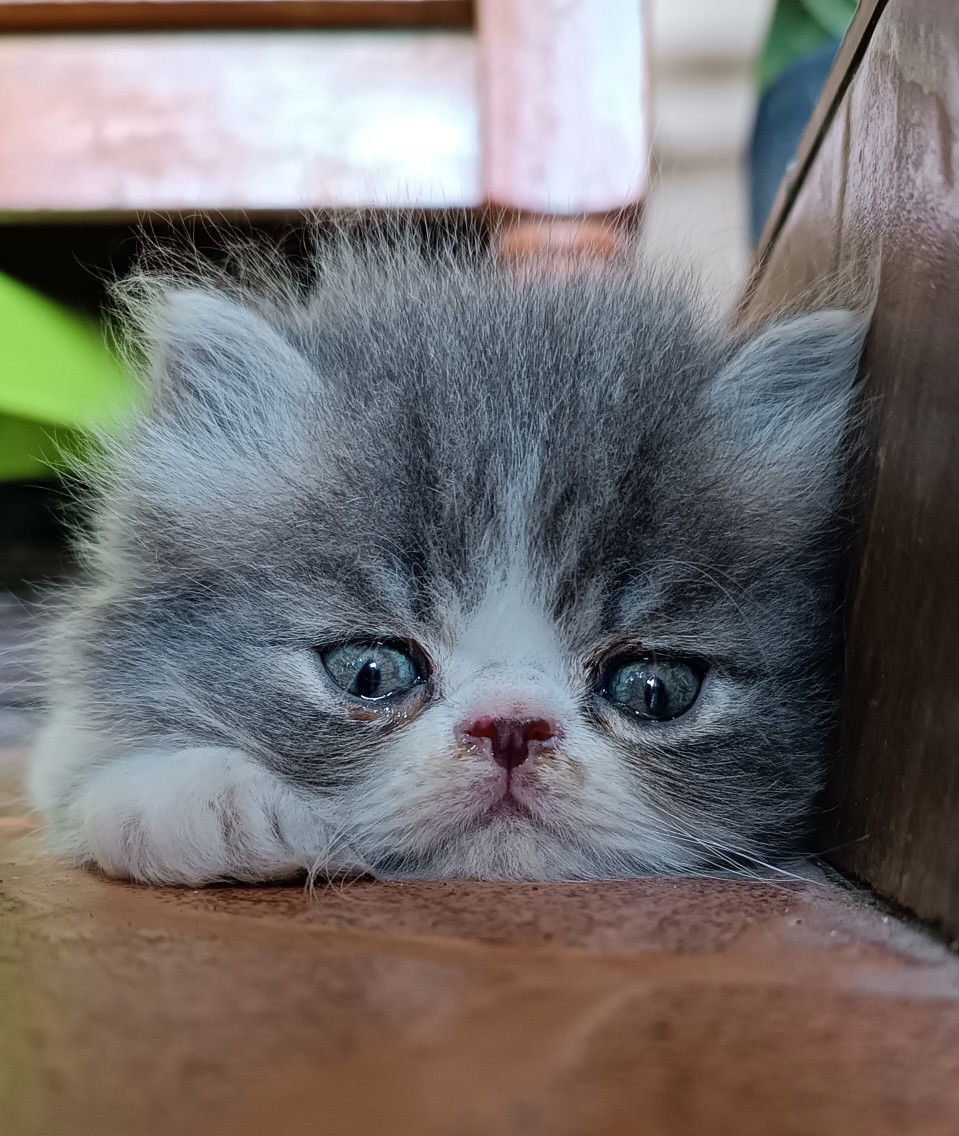 Mai mall profile icon