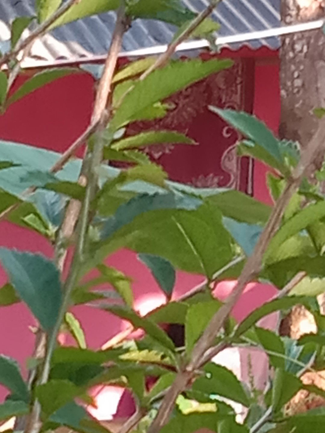 Mom Icha profile icon