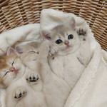 มาม่า หมูสับ profile icon