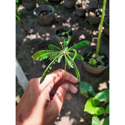 anisa rokhimakumulloh profile icon