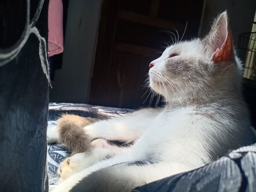 Sevy Vee profile icon